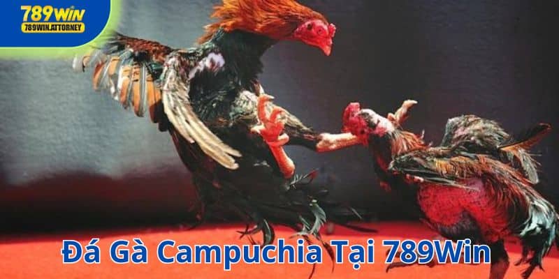 Đá gà campuchia tại 789Win